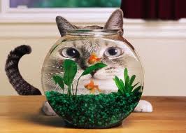 cat-fish bowl